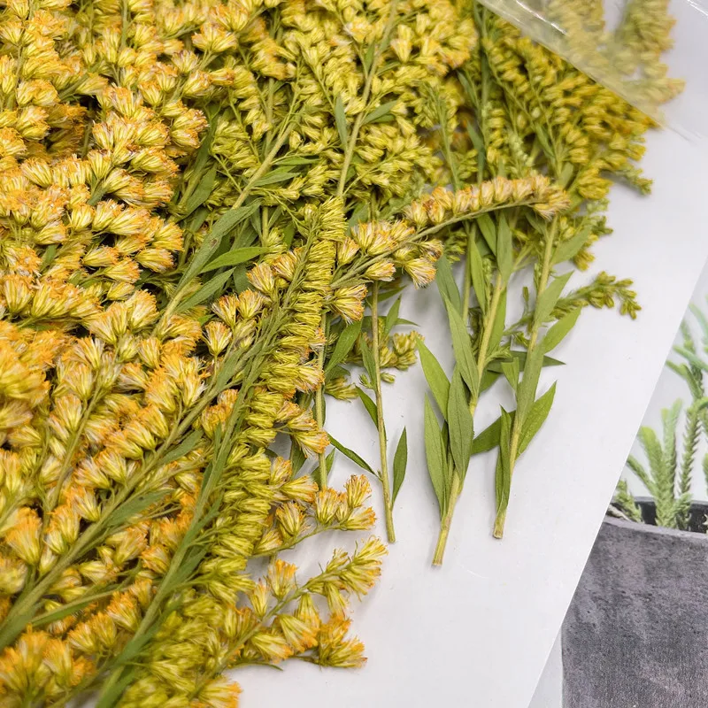 6-10cm/24pcs,natural pressed f - مراجعة Pressed Flower Frame وسعره