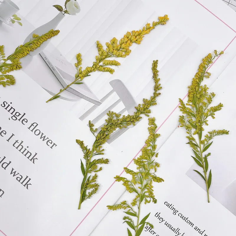 6-10cm/24pcs,natural pressed f - مراجعة Pressed Flower Frame وسعره