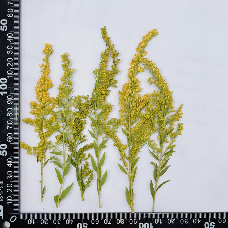 6-10cm/24pcs,natural pressed f - مراجعة Pressed Flower Frame وسعره