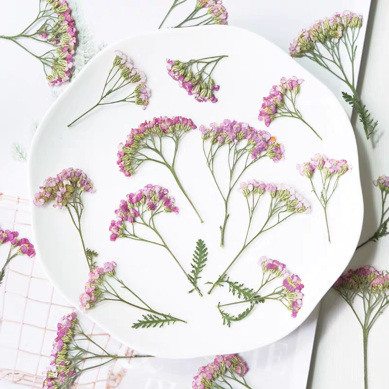 60pcs Pressed Dried Yarrow Ach - مراجعة Pressed Flower Frame وسعره