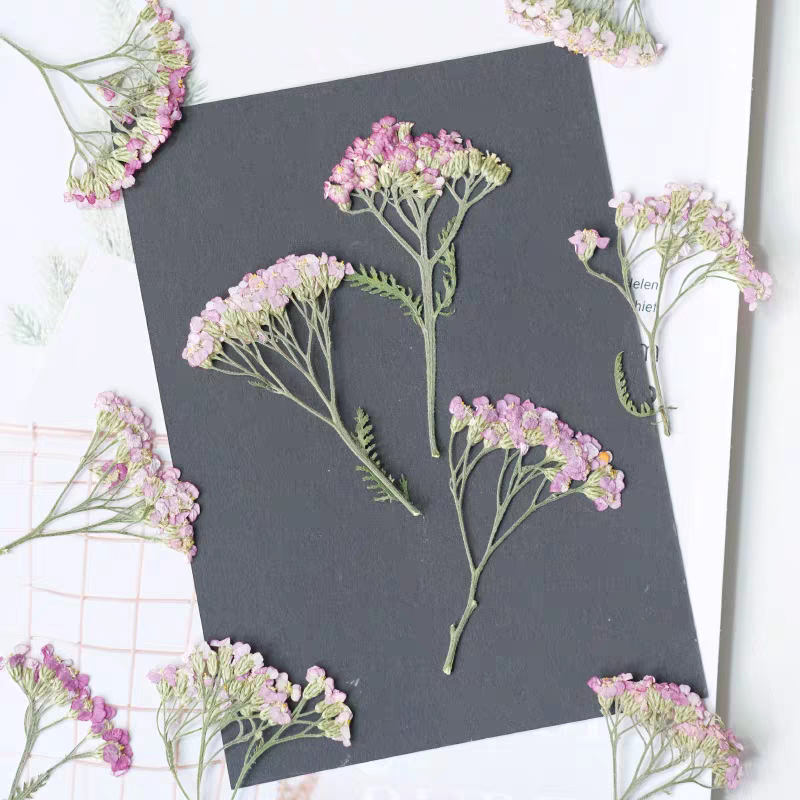60pcs Pressed Dried Yarrow Ach - مراجعة Pressed Flower Frame وسعره