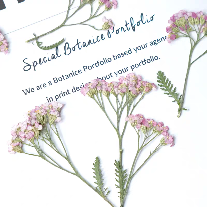 60pcs Pressed Dried Yarrow Ach - مراجعة Pressed Flower Frame وسعره