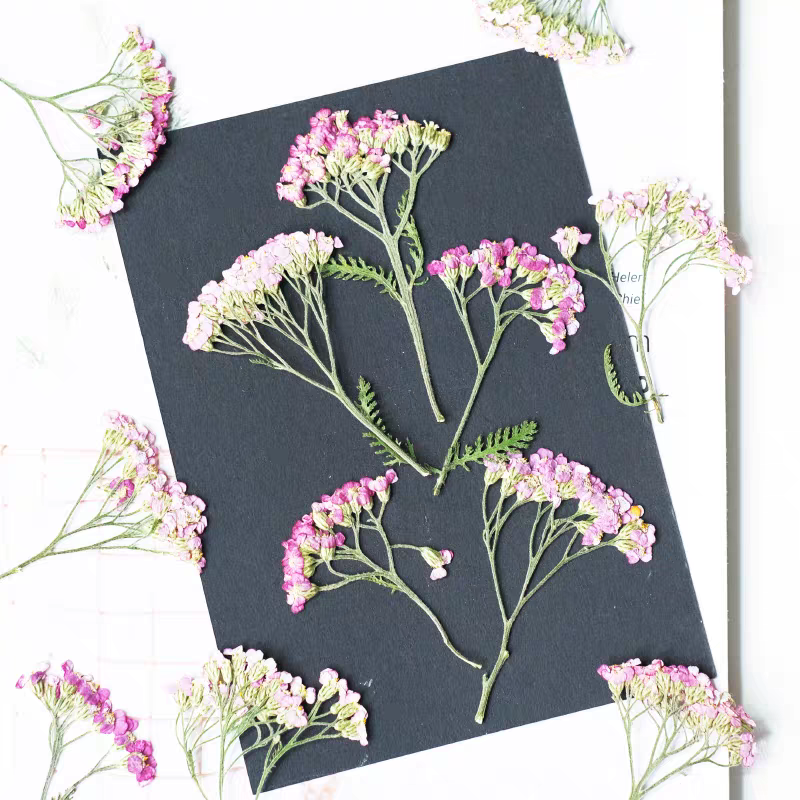 60pcs Pressed Dried Yarrow Ach - مراجعة Pressed Flower Frame وسعره