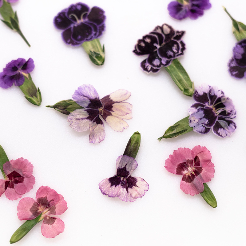 24pcs,Pressed Dried Dianthus F - مراجعة Pressed Flower Frame وسعره