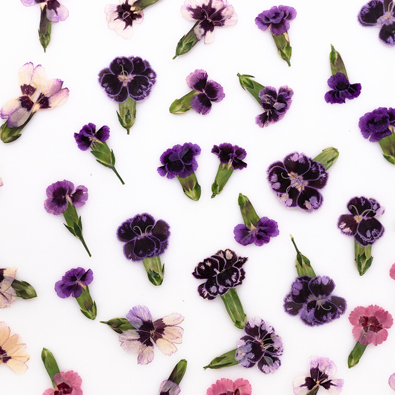 24pcs,Pressed Dried Dianthus F - مراجعة Pressed Flower Frame وسعره