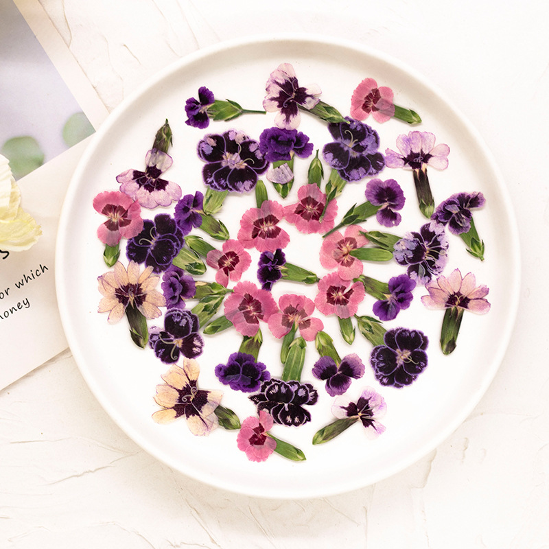 24pcs,Pressed Dried Dianthus F - مراجعة Pressed Flower Frame وسعره
