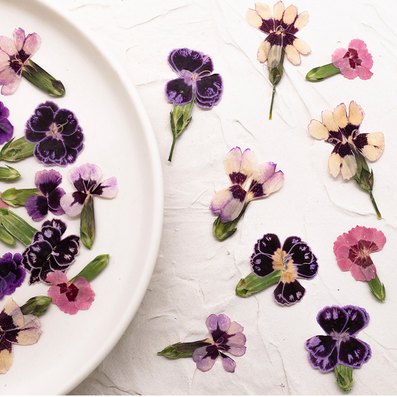 24pcs,Pressed Dried Dianthus F - مراجعة Pressed Flower Frame وسعره