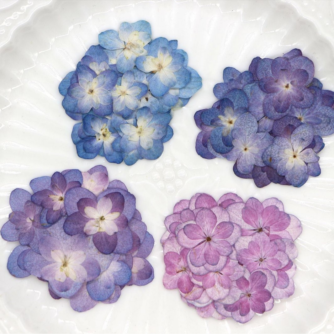 60Pcs Mini Double-Flowered Hyd - مراجعة Pressed Flower Frame وسعره