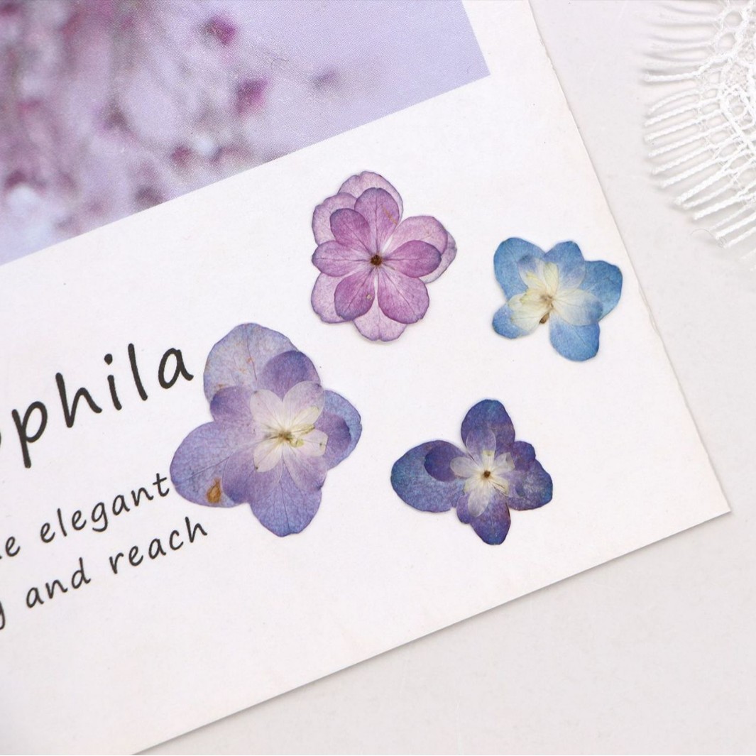60Pcs Mini Double-Flowered Hyd - مراجعة Pressed Flower Frame وسعره