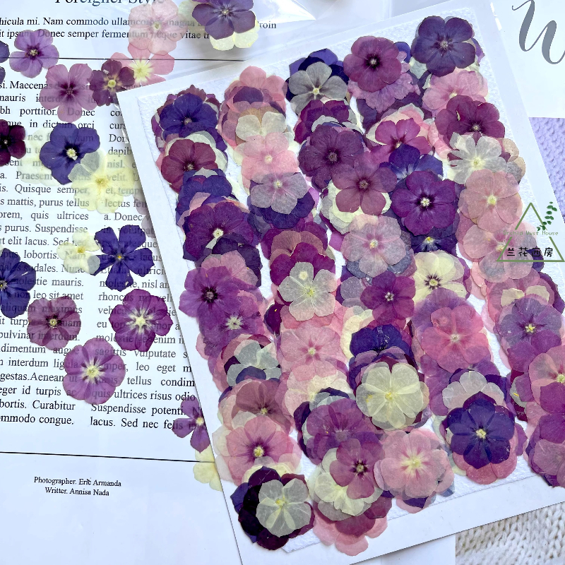 12pcs,Semi-Transparent Niche P - مراجعة Pressed Flower Frame وسعره