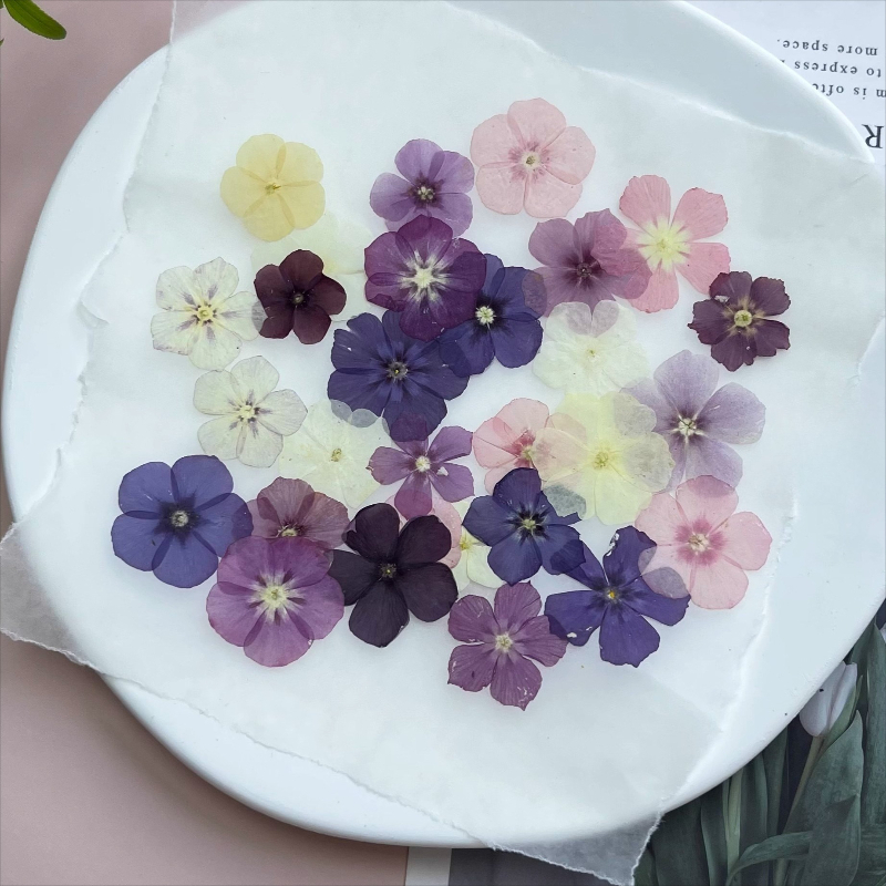 12pcs,Semi-Transparent Niche P - مراجعة Pressed Flower Frame وسعره