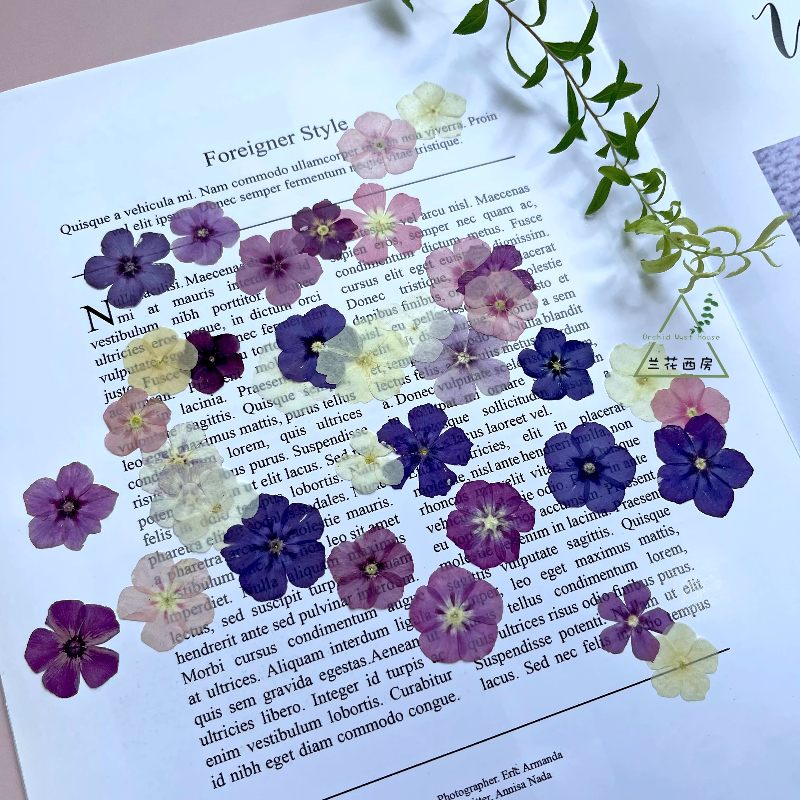 12pcs,Semi-Transparent Niche P - مراجعة Pressed Flower Frame وسعره