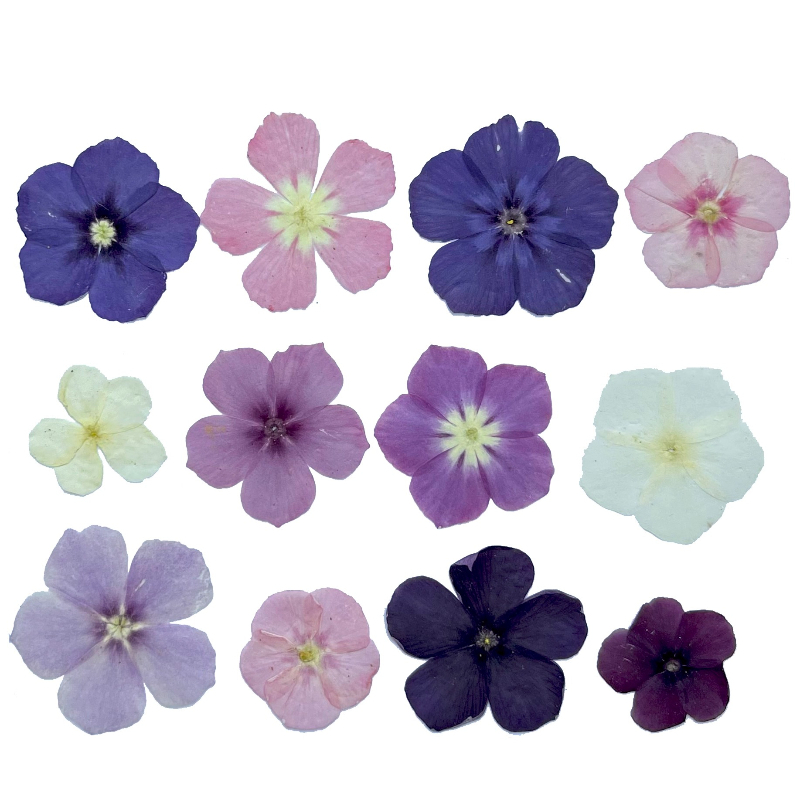 12pcs,Semi-Transparent Niche P - مراجعة Pressed Flower Frame وسعره