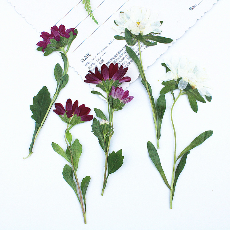 24pcs,Mini Chrysanthemum Press - مراجعة Pressed Flower Frame وسعره