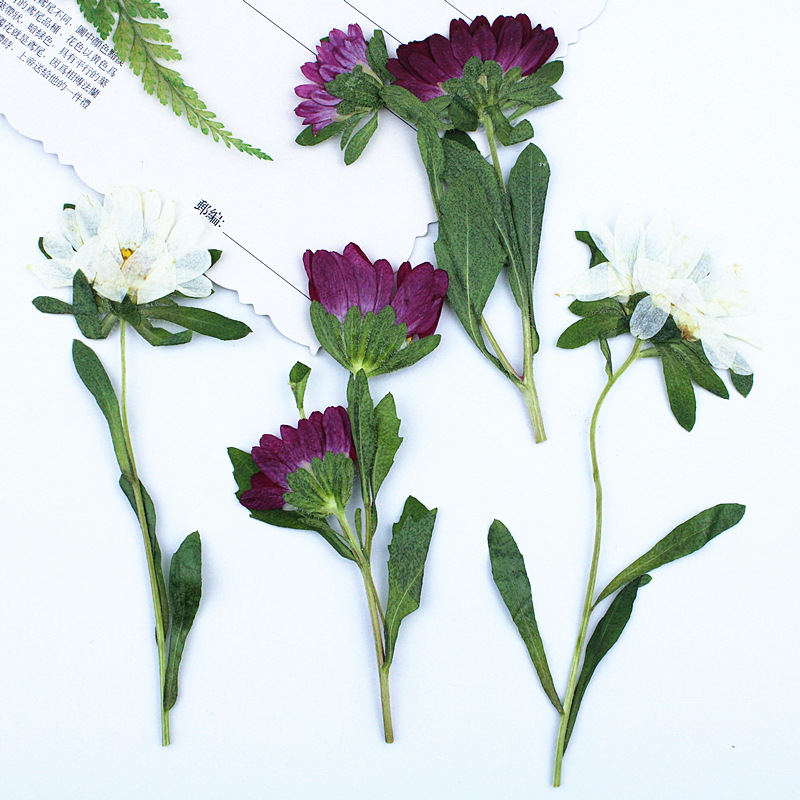 24pcs,Mini Chrysanthemum Press - مراجعة Pressed Flower Frame وسعره