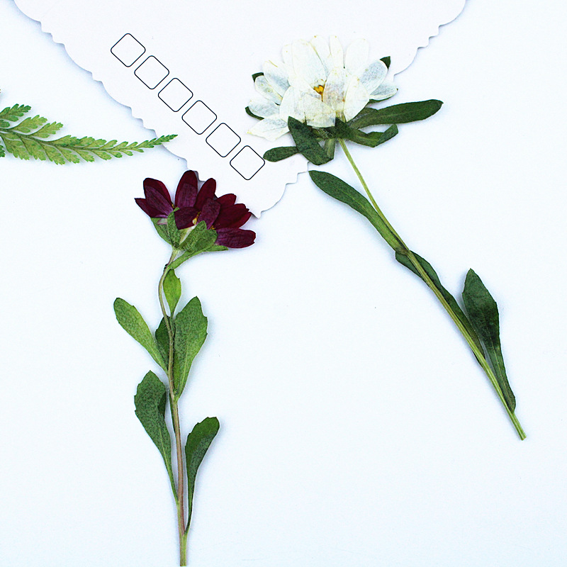 24pcs,Mini Chrysanthemum Press - مراجعة Pressed Flower Frame وسعره