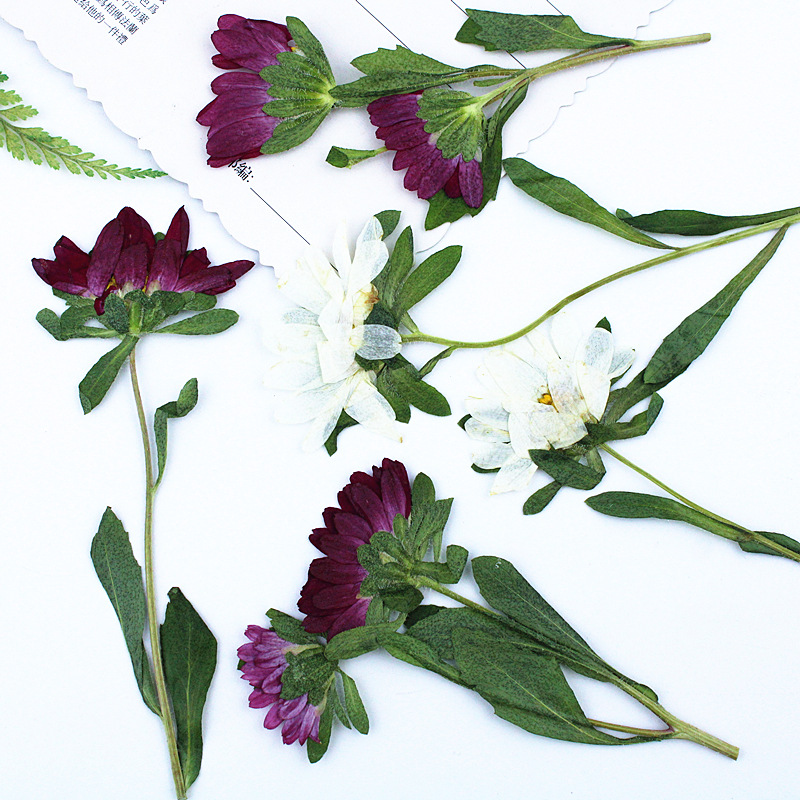 24pcs,Mini Chrysanthemum Press - مراجعة Pressed Flower Frame وسعره