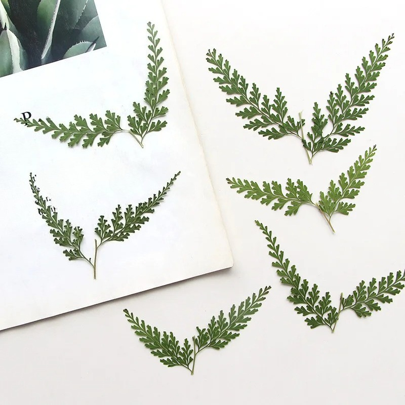 Nature Pressed Fern Branches,d - مراجعة Pressed Flower Frame وسعره