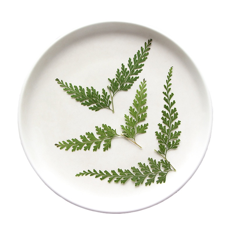 Nature Pressed Fern Branches,d - مراجعة Pressed Flower Frame وسعره