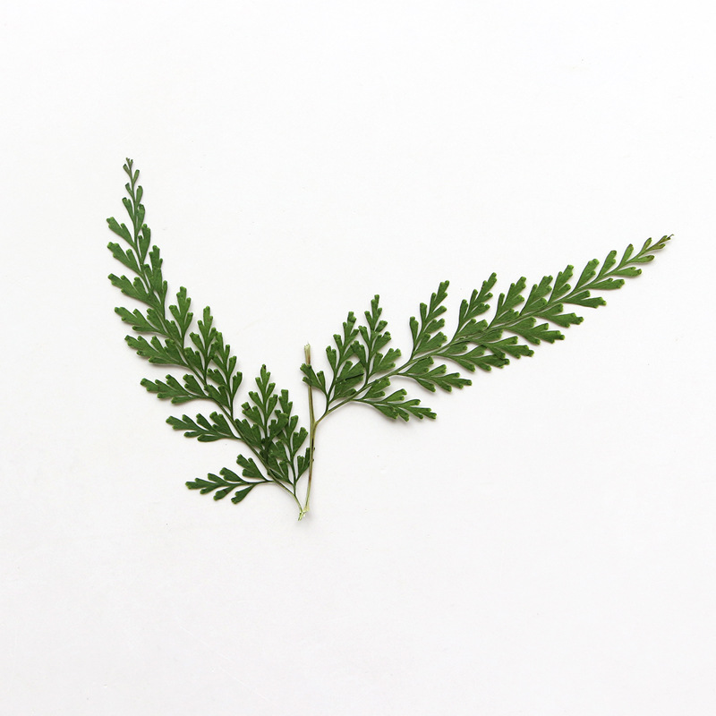Nature Pressed Fern Branches,d - مراجعة Pressed Flower Frame وسعره