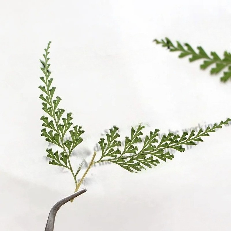 Nature Pressed Fern Branches,d - مراجعة Pressed Flower Frame وسعره
