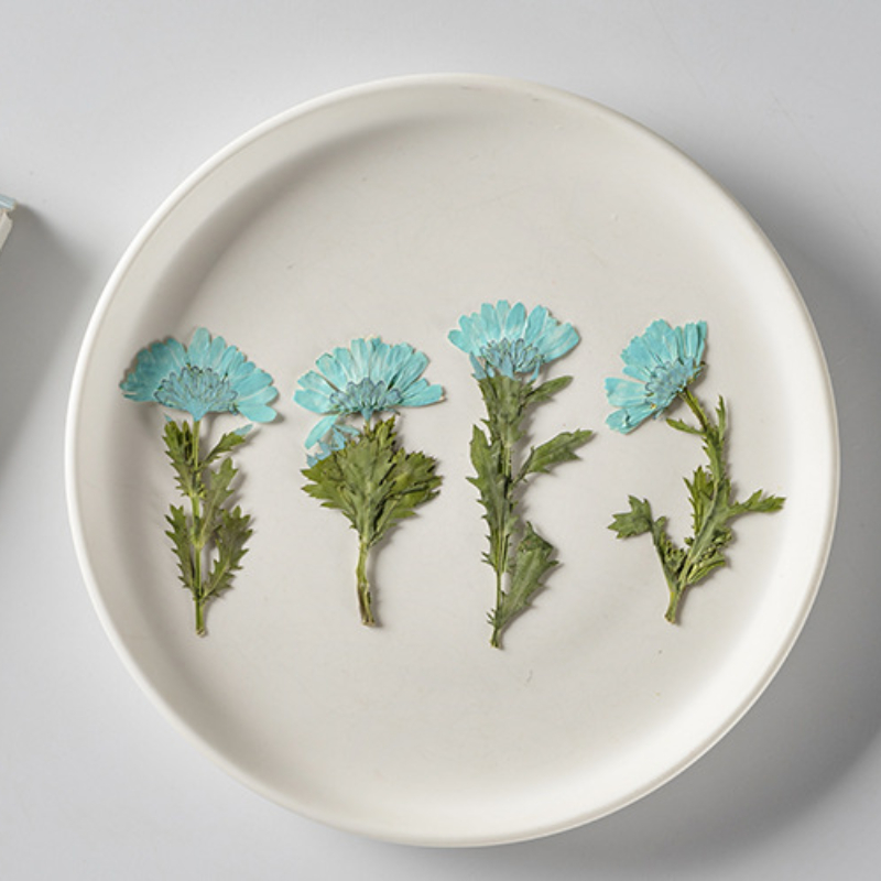 5-8cm/24pcs,Side pressed cryst - مراجعة Pressed Flower Frame وسعره
