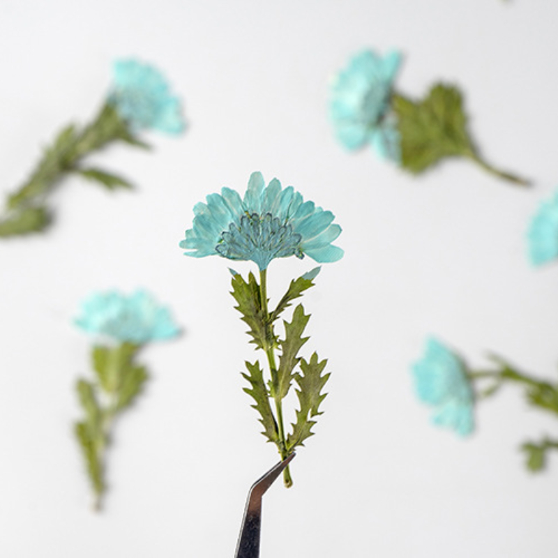 5-8cm/24pcs,Side pressed cryst - مراجعة Pressed Flower Frame وسعره